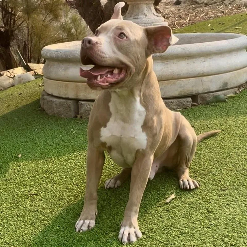 Finnsuch A Wonderful Personality thumbnail 4