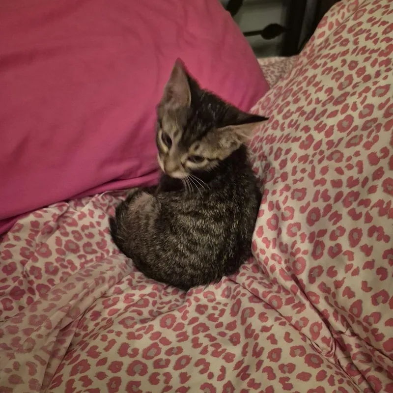 A baby small-sized male Brown / Chocolate Domestic Short Hair cat named Penne C for adoption in Minnetonka, MN