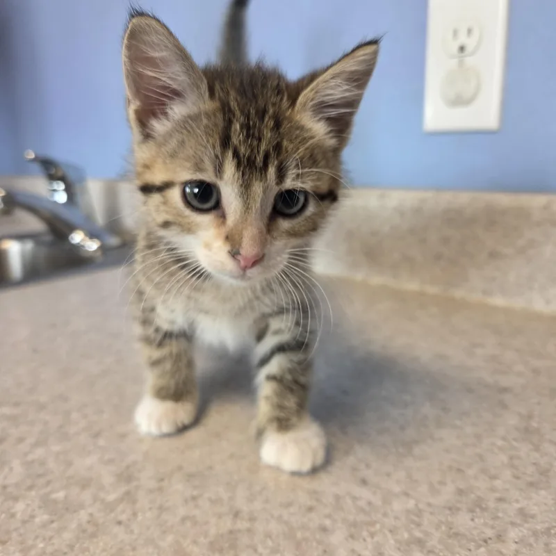 A baby small-sized female Domestic Short Hair cat named Furry Fran for adoption in Brookings, SD