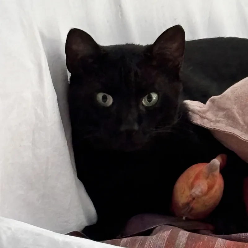A young medium-sized male Black American Shorthair cat named Hermano YochananN.  Gentleman for adoption in New York, NY