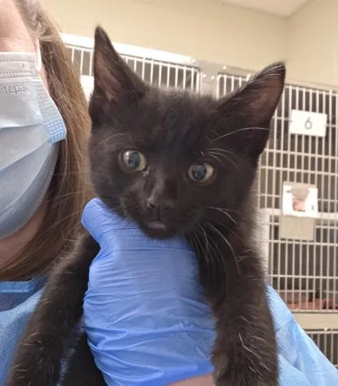 A baby small-sized male Domestic Short Hair cat named Kyle for adoption in Brighton, CO