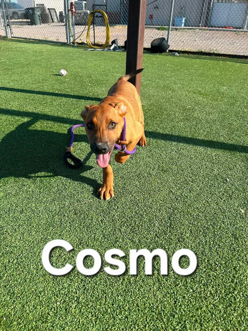 A young large-sized male Greyhound dog named Cosmo for adoption in Truth or Consequences , NM