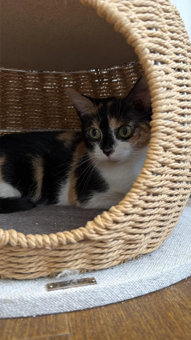 An adult medium-sized female American Shorthair cat named Plantain for adoption in Bethel Park, PA
