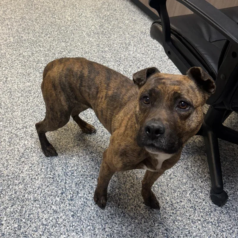 An adult medium-sized female Brindle Pit Bull Terrier dog named Athena for adoption in Great Falls, MT