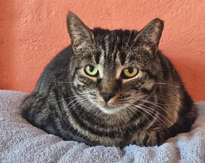 A young medium-sized female Domestic Short Hair cat named Shannonsavannah for adoption in Marianna, FL