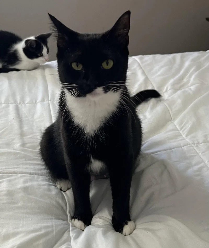 An adult medium-sized female Black & White / Tuxedo Domestic Short Hair cat named Moira for adoption in Rochester, NY