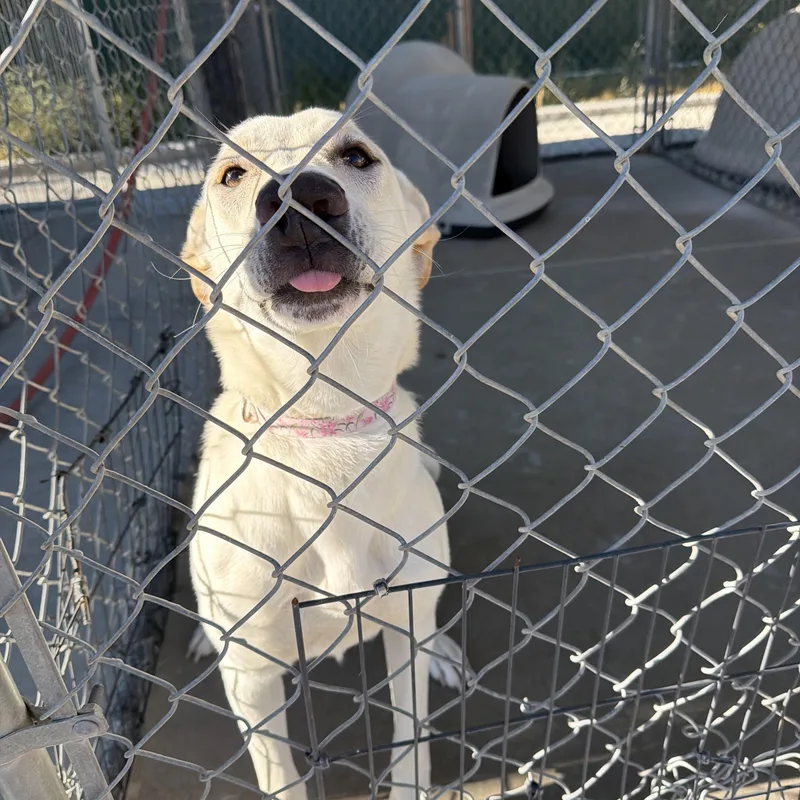 A young medium-sized female Pit Bull Terrier dog named Lily for adoption in Rawlins, WY