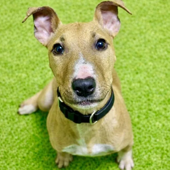 A baby medium-sized male Golden Terrier dog named Eugene for adoption in Battle Creek, MI