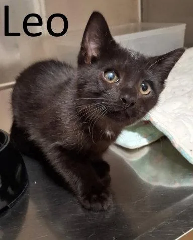 Leo