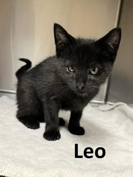 Leo thumbnail 2