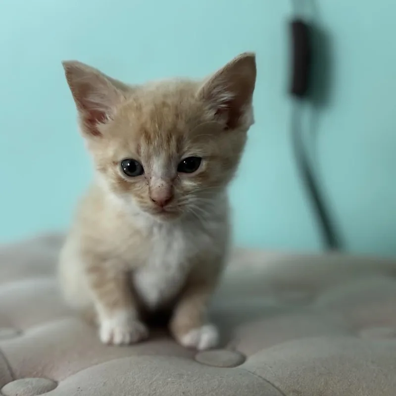 A baby small-sized male Orange / Red Domestic Short Hair cat named Noodle for adoption in La Grange, KY
