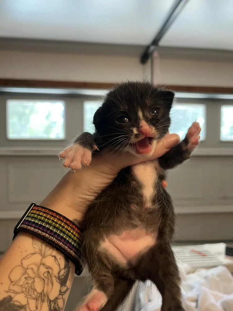 A baby medium-sized female Black & White / Tuxedo Domestic Short Hair cat named Monroe for adoption in Emerald Isle, NC