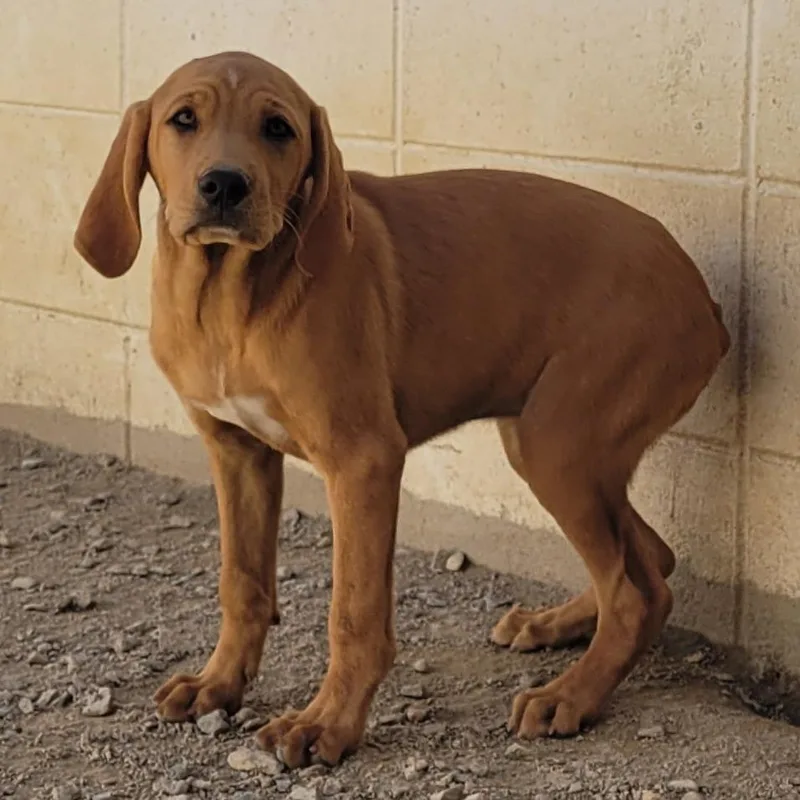 A baby medium-sized female Black Mixed Breed dog named Cream for adoption in LOXAHATCHEE, FL