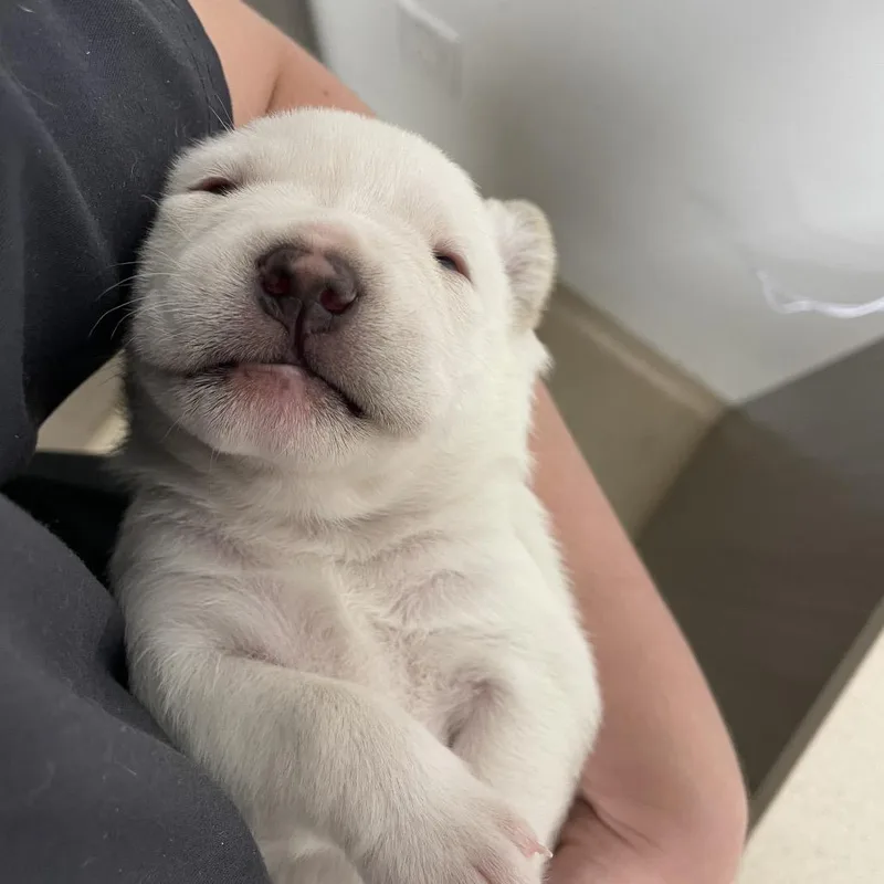 A baby large-sized female White / Cream Pit Bull Terrier dog named Esther for adoption in Austin, TX