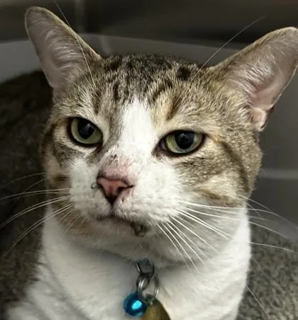 An adult medium-sized male Domestic Short Hair cat named Butter Burger for adoption in Lansing, MI