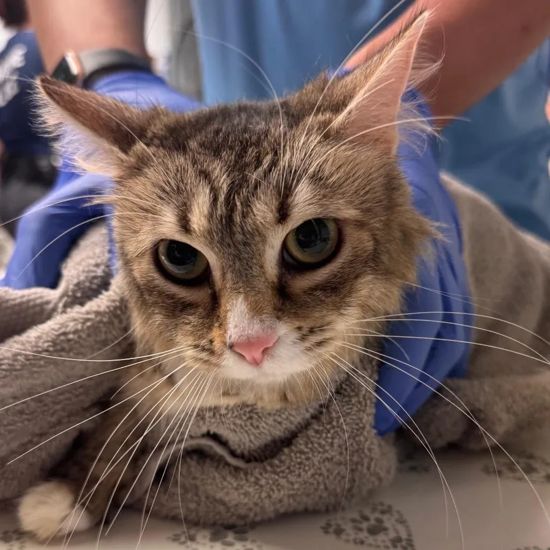 An adult medium-sized female Brown / Chocolate Domestic Medium Hair cat named Frannie for adoption in Birdsboro, PA