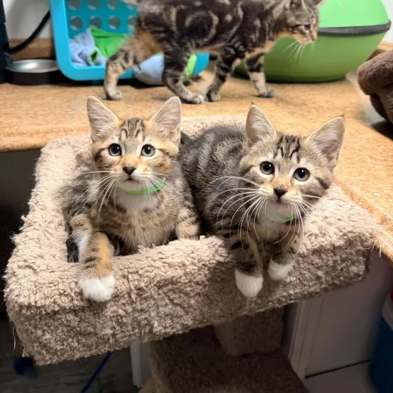 A baby medium-sized male Tabby (Brown / Chocolate) Domestic Short Hair cat named Gerald for adoption in Portland, OR