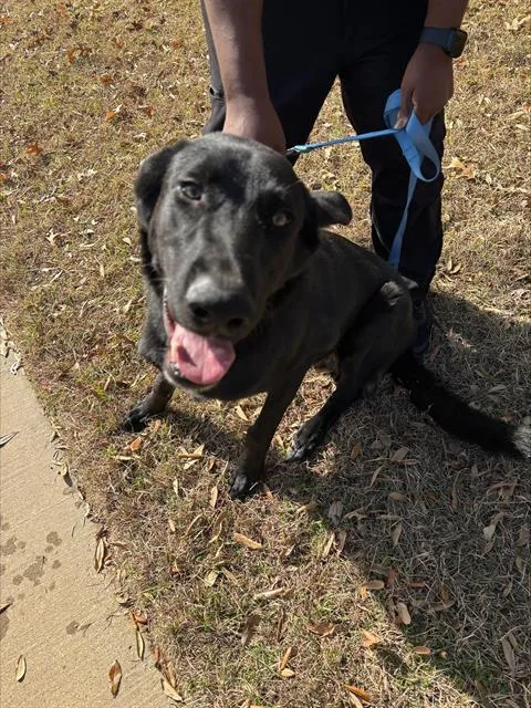 Shadowlynn Brewer Paul