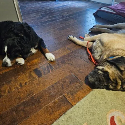 A senior extra large-sized female Apricot / Beige Mastiff dog named Luna for adoption in Edmond, OK