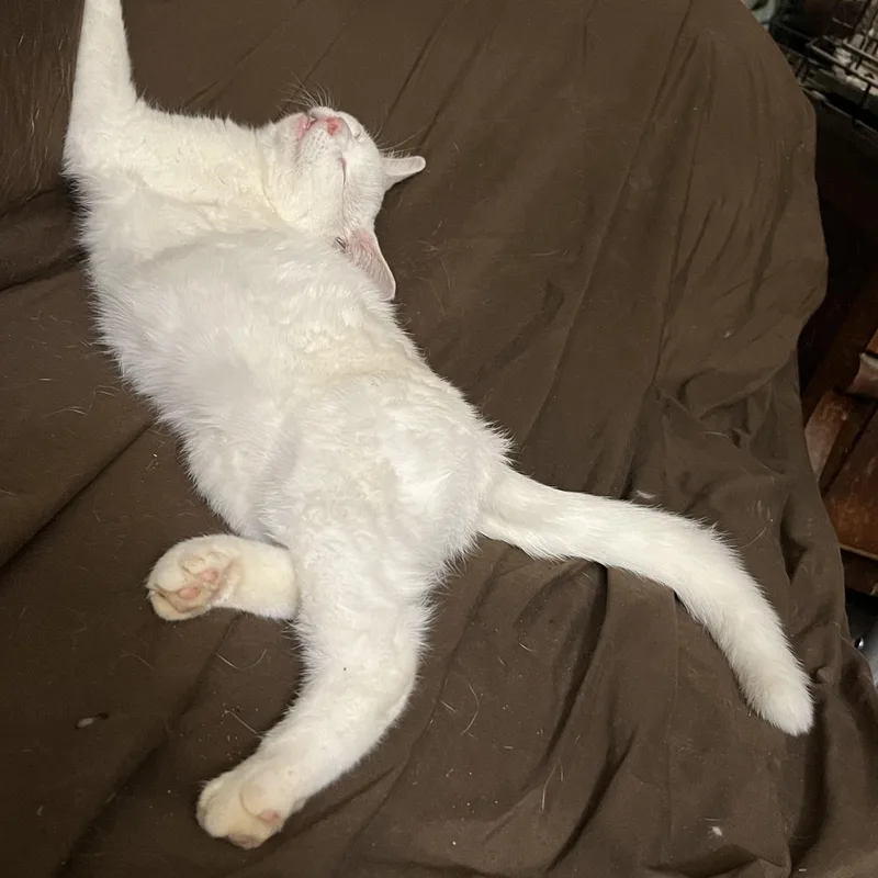 A baby medium-sized female White Domestic Short Hair cat named Alix for adoption in Mount Airy, MD