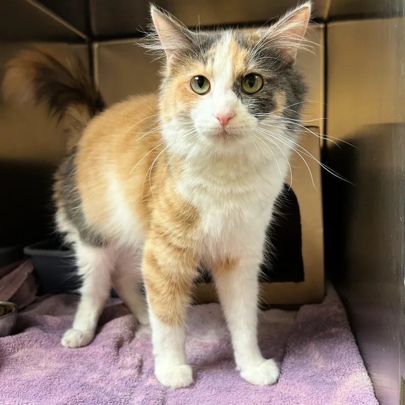 A young medium-sized female Dilute Calico Domestic Long Hair cat named Strudel for adoption in Lindon, UT