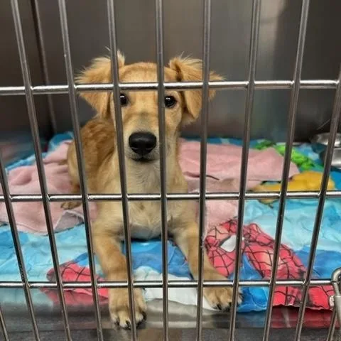 A baby small-sized male Yellow / Tan / Blond / Fawn Dachshund dog named Jasper for adoption in Fair Oaks Ranch, TX
