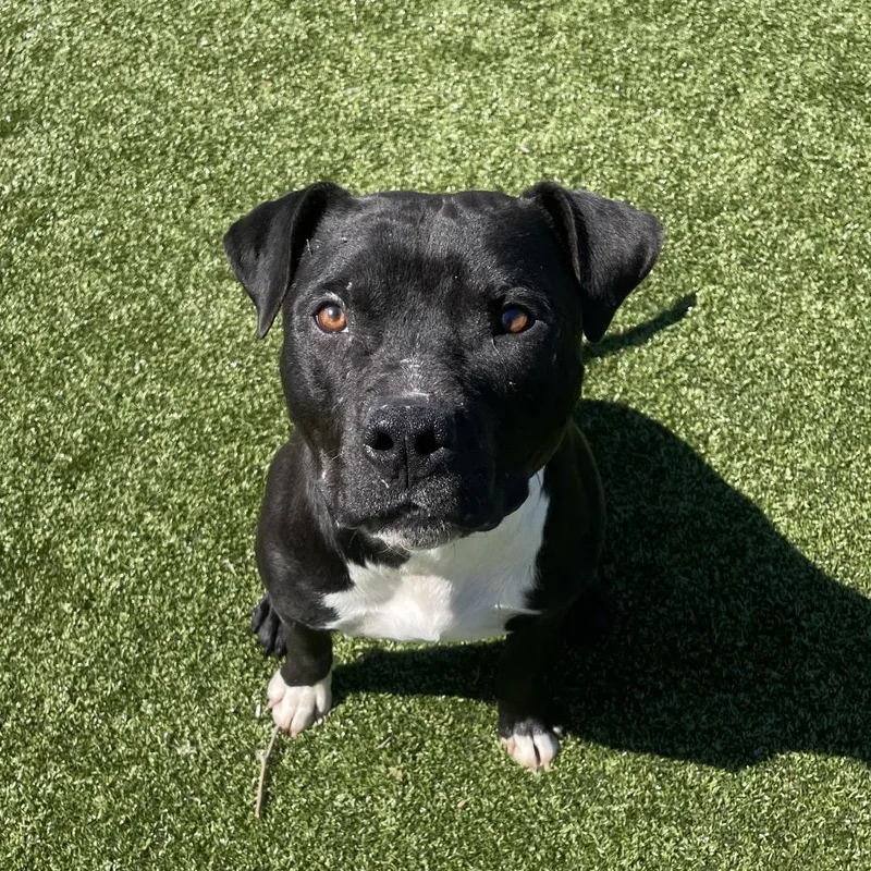 An adult medium-sized male Black Pit Bull Terrier dog named Sarge for adoption in Nashville, IN