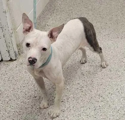 An adult medium-sized female White / Cream Pit Bull Terrier dog named Dollop for adoption in Kansas City, MO