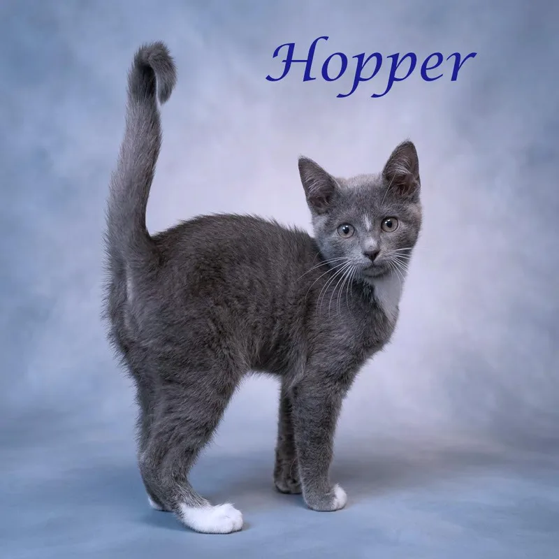 A baby small-sized male Gray / Blue / Silver Domestic Short Hair cat named Hopper C for adoption in Lebanon, TN