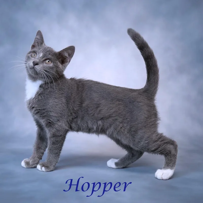 Hopper C thumbnail 2