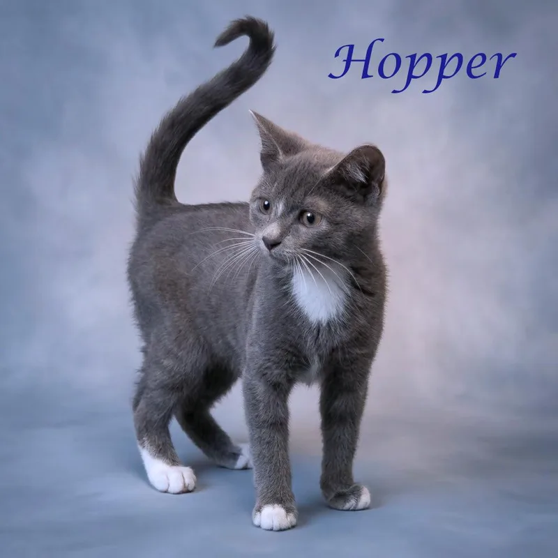 Hopper C thumbnail 3