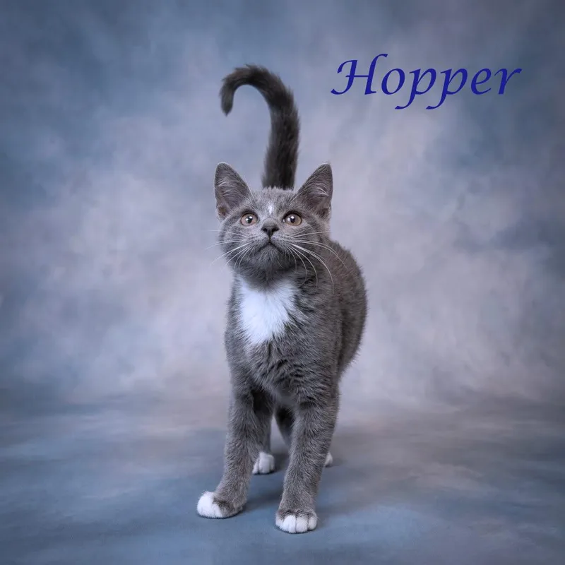 Hopper C thumbnail 4