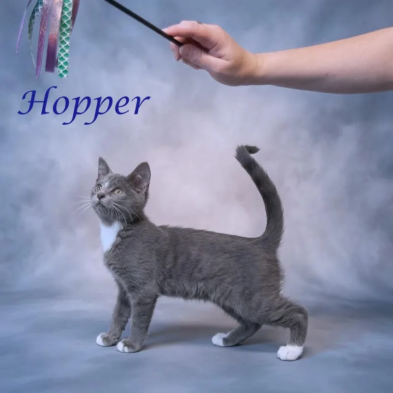 Hopper C thumbnail 5