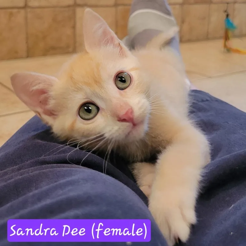Sandra Dee thumbnail 3