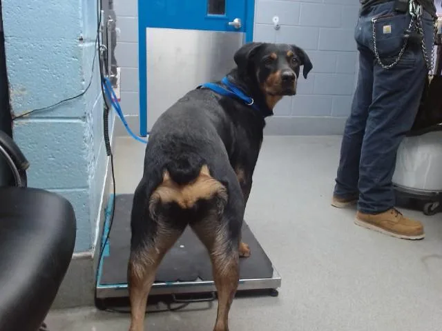An adult medium-sized female Rottweiler dog named Daisy for adoption in Albuquerque, NM