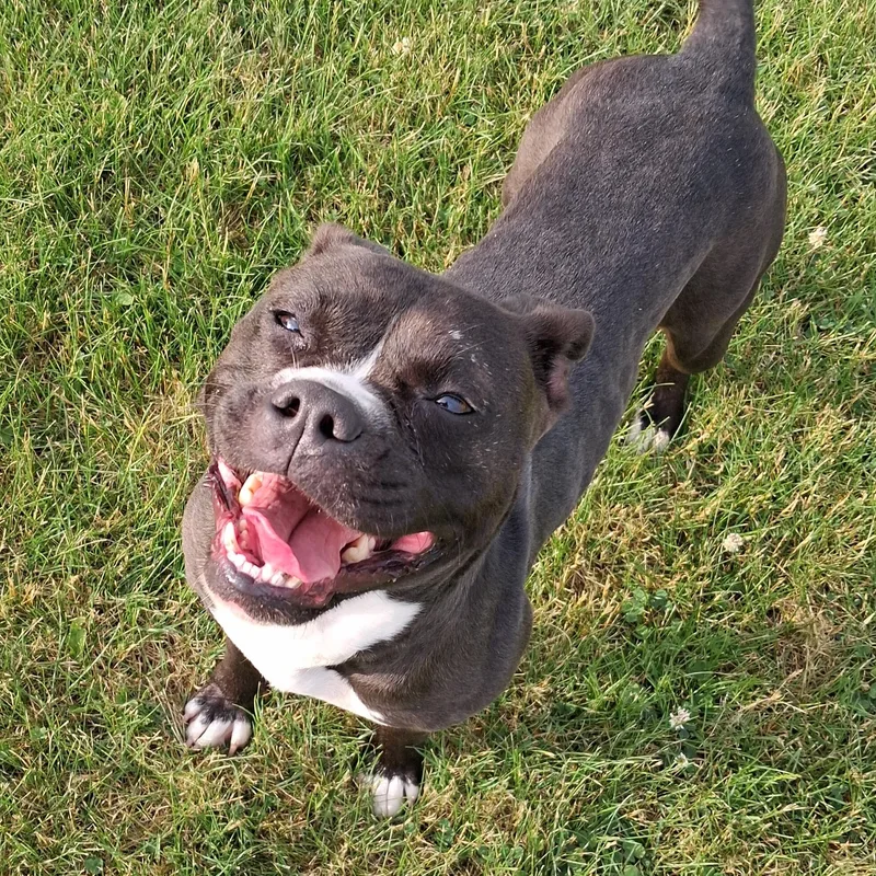A young medium-sized female Black Boston Terrier dog named Lilly for adoption in Dixon, IL