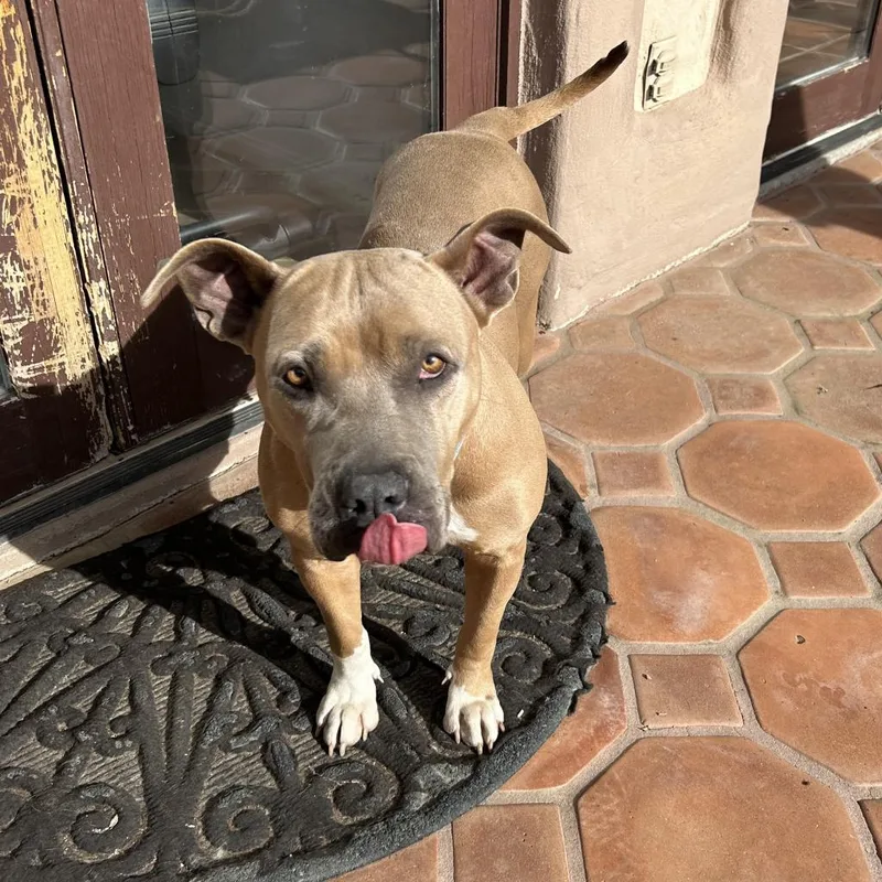 Ginger Ale thumbnail 2