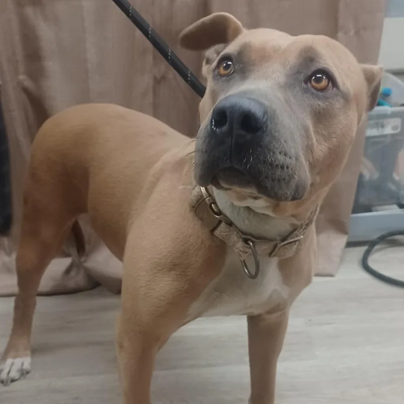 Ginger Ale thumbnail 3