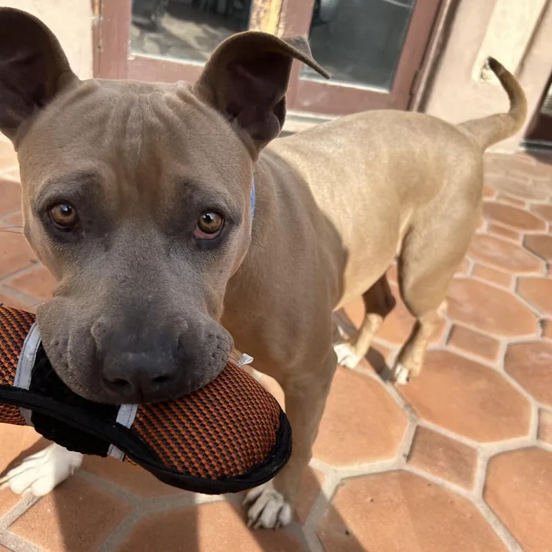 Ginger Ale thumbnail 4