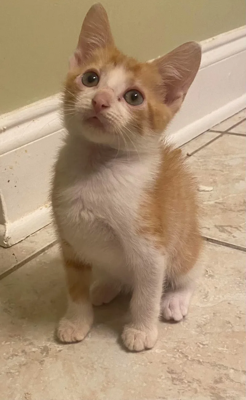 A baby large-sized male Domestic Short Hair cat named Martin for adoption in Oakboro , NC