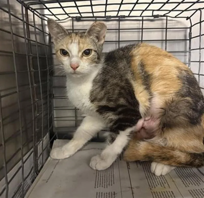 A young small-sized female Domestic Short Hair cat named Tifanny for adoption in Houston, TX