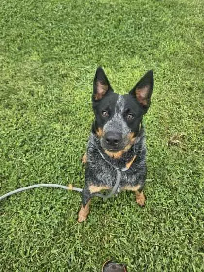 An adult medium-sized male Australian Cattle Dog / Blue Heeler dog named Bullet for adoption in Mount Pleasant, IA