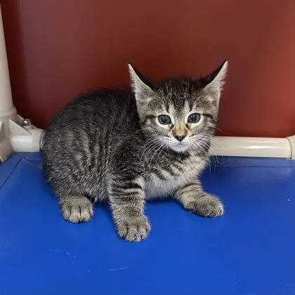 A baby small-sized female Domestic Short Hair cat named Flossy for adoption in Janesville, WI