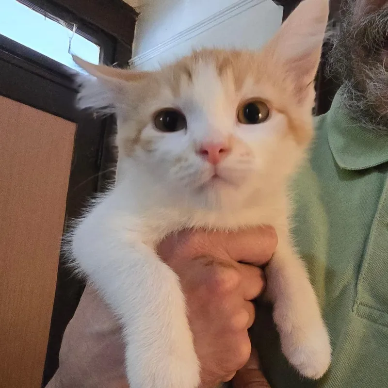 A baby small-sized male Orange / Red Domestic Short Hair cat named Beau for adoption in Hanna City, IL