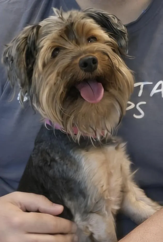 A senior small-sized male Yorkie Poo dog named Walter for adoption in Poughkeepsie, NY