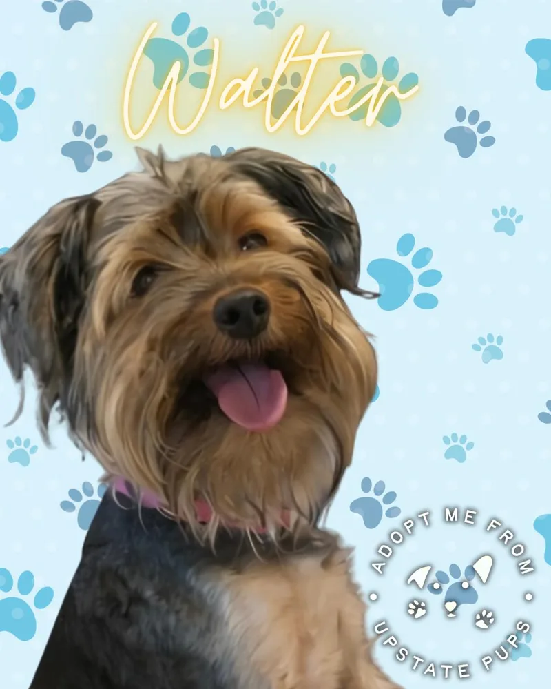 Walter thumbnail 2