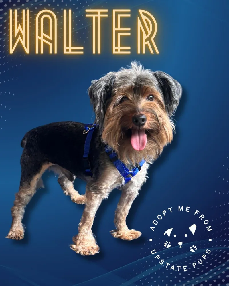 Walter thumbnail 4