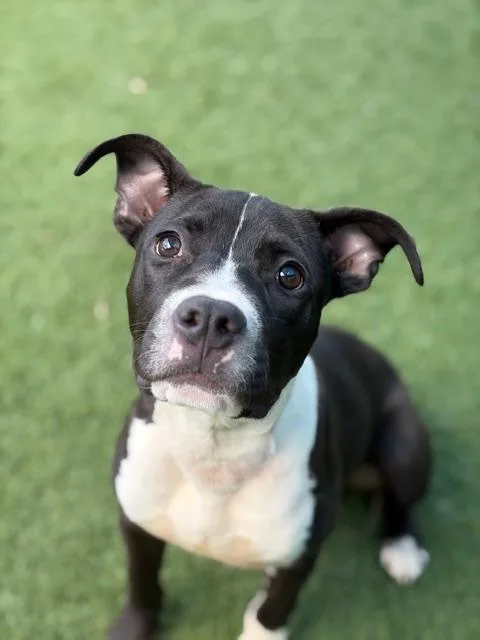 A young large-sized female Mixed Breed dog named Beverly for adoption in Dallas, TX