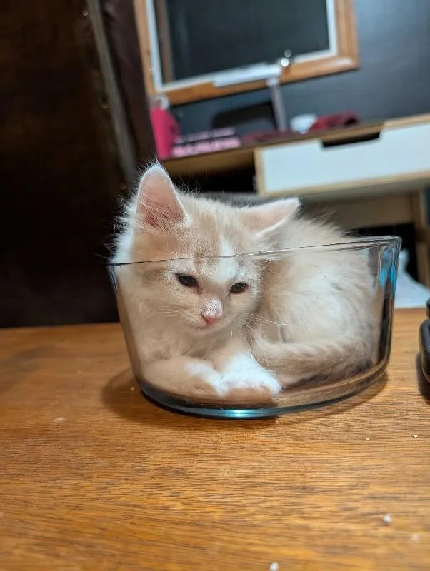 A young medium-sized male Buff / Tan / Fawn Domestic Short Hair cat named Jello Salad for adoption in Fort Collins, CO