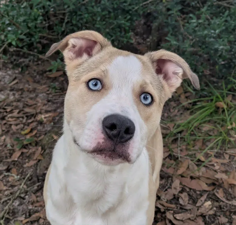 A young medium-sized female White / Cream Labrador Retriever dog named Jazzy for adoption in Ozark, AL